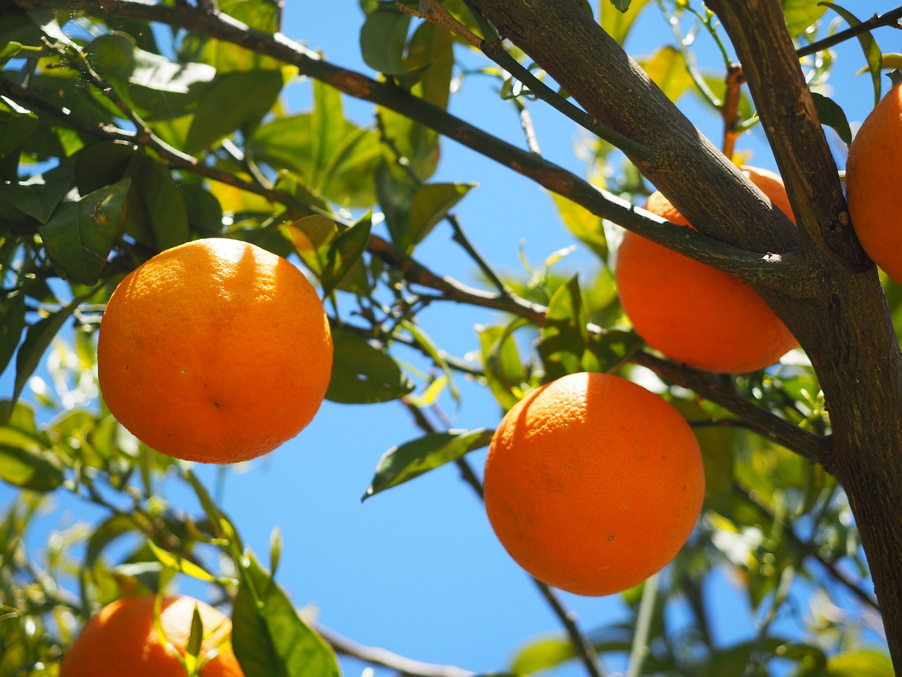 oranges fruits orange tree free photo