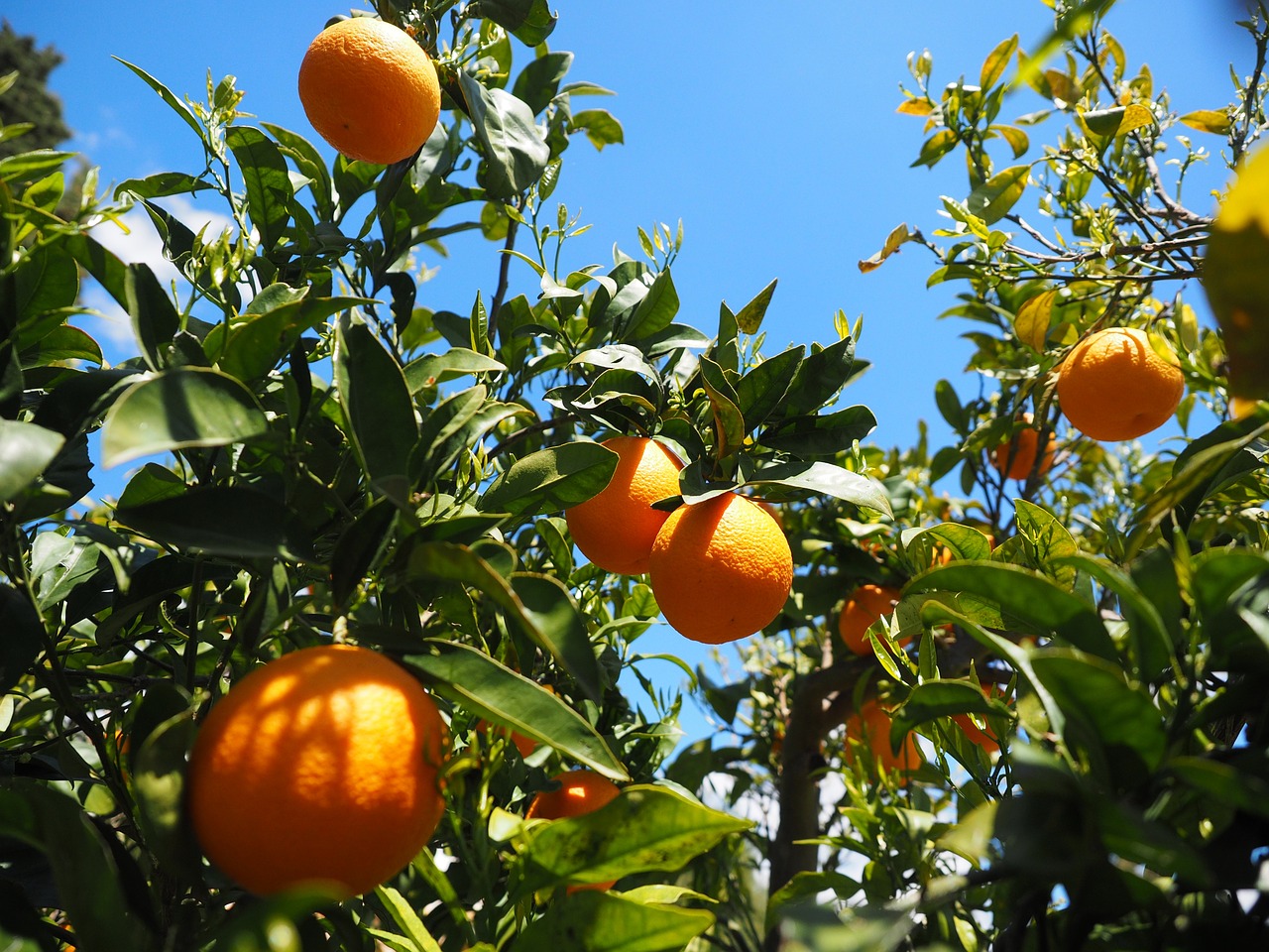 oranges fruits orange tree free photo