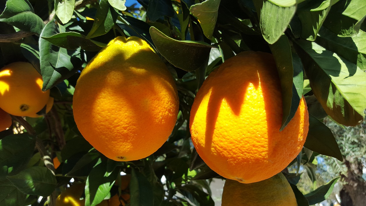 oranges valencia citrus free photo