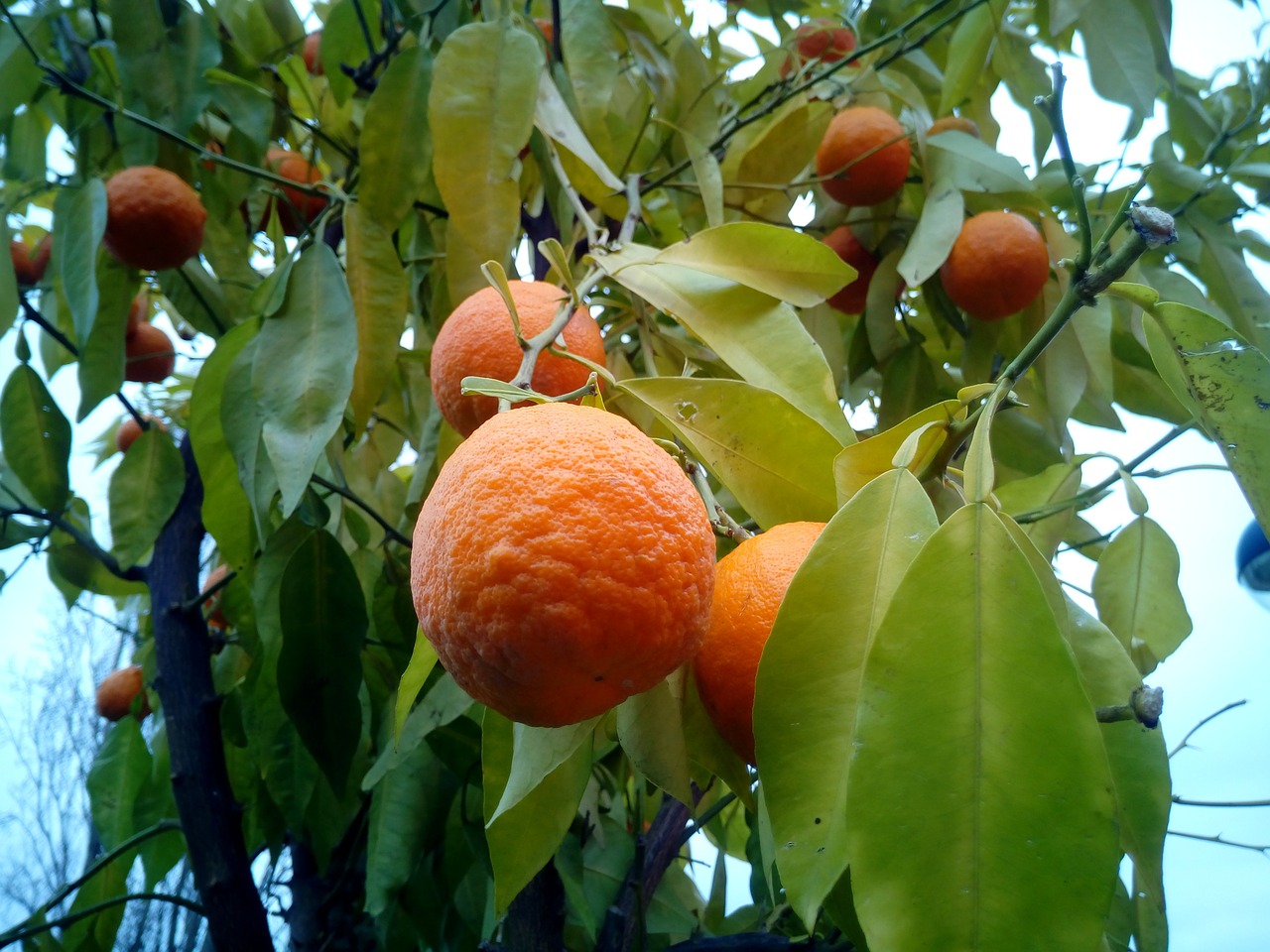 oranges trees fruit trees free photo