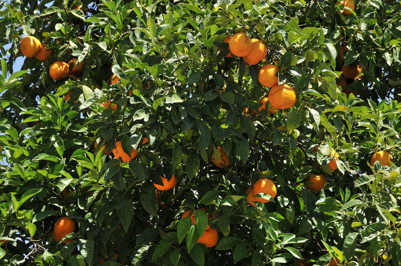 oranges tree foliage free photo