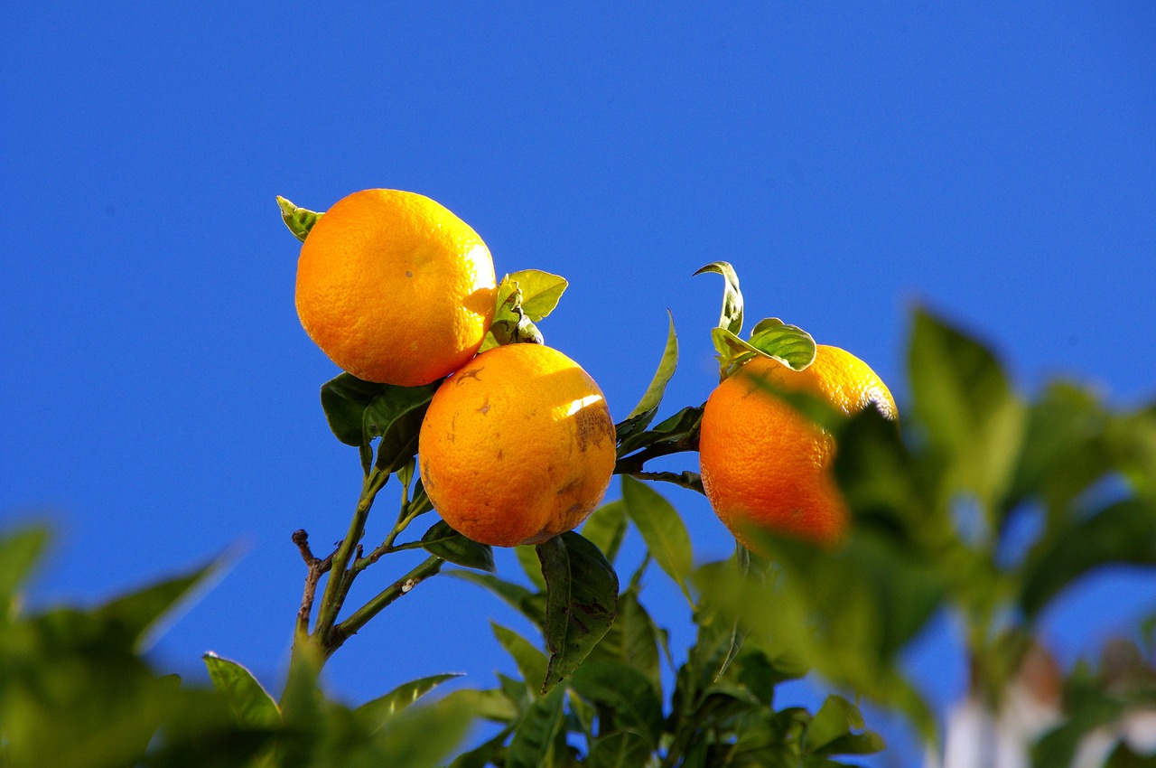 oranges tree nature free photo