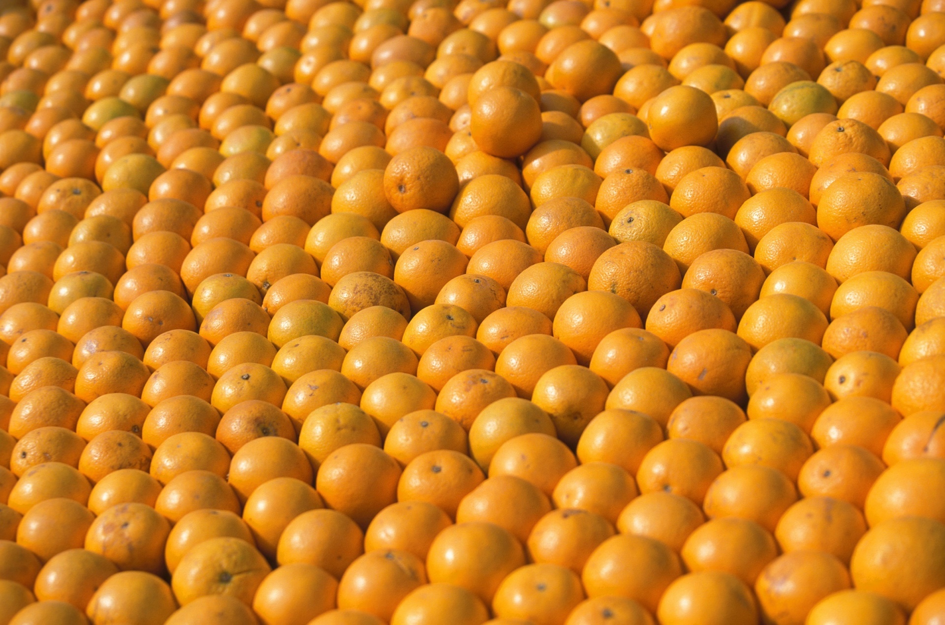 oranges fruit stacked free photo