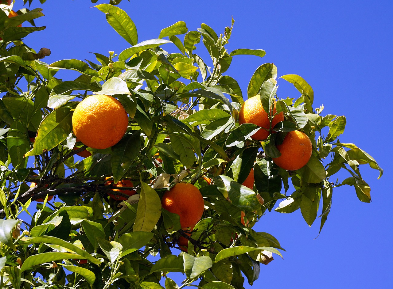 oranges fruit citrus free photo