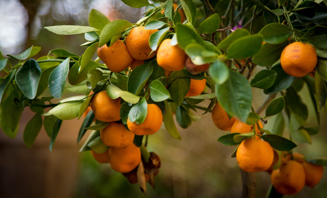 oranges tree nature free photo