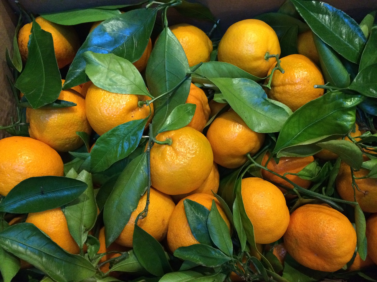 oranges fruit citrus free photo