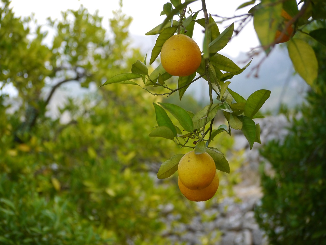 oranges mallorca tramuntana free photo