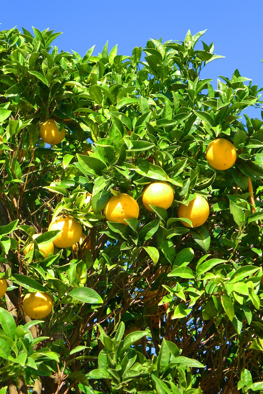 oranges tree algarve free photo