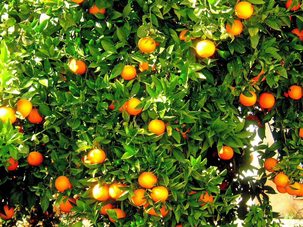 oranges fruit orange tree free photo