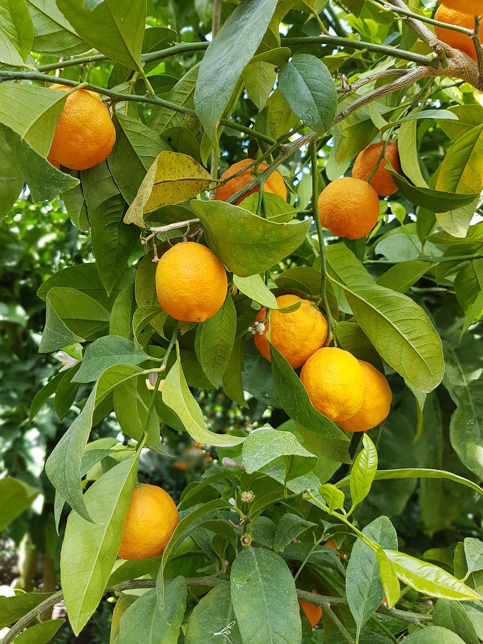 oranges citrus tree free photo