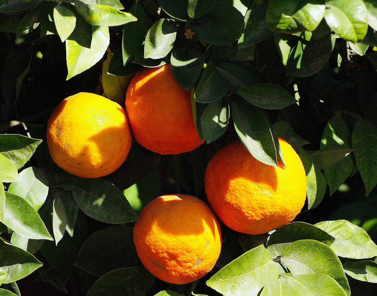 oranges marrakech fruit free photo