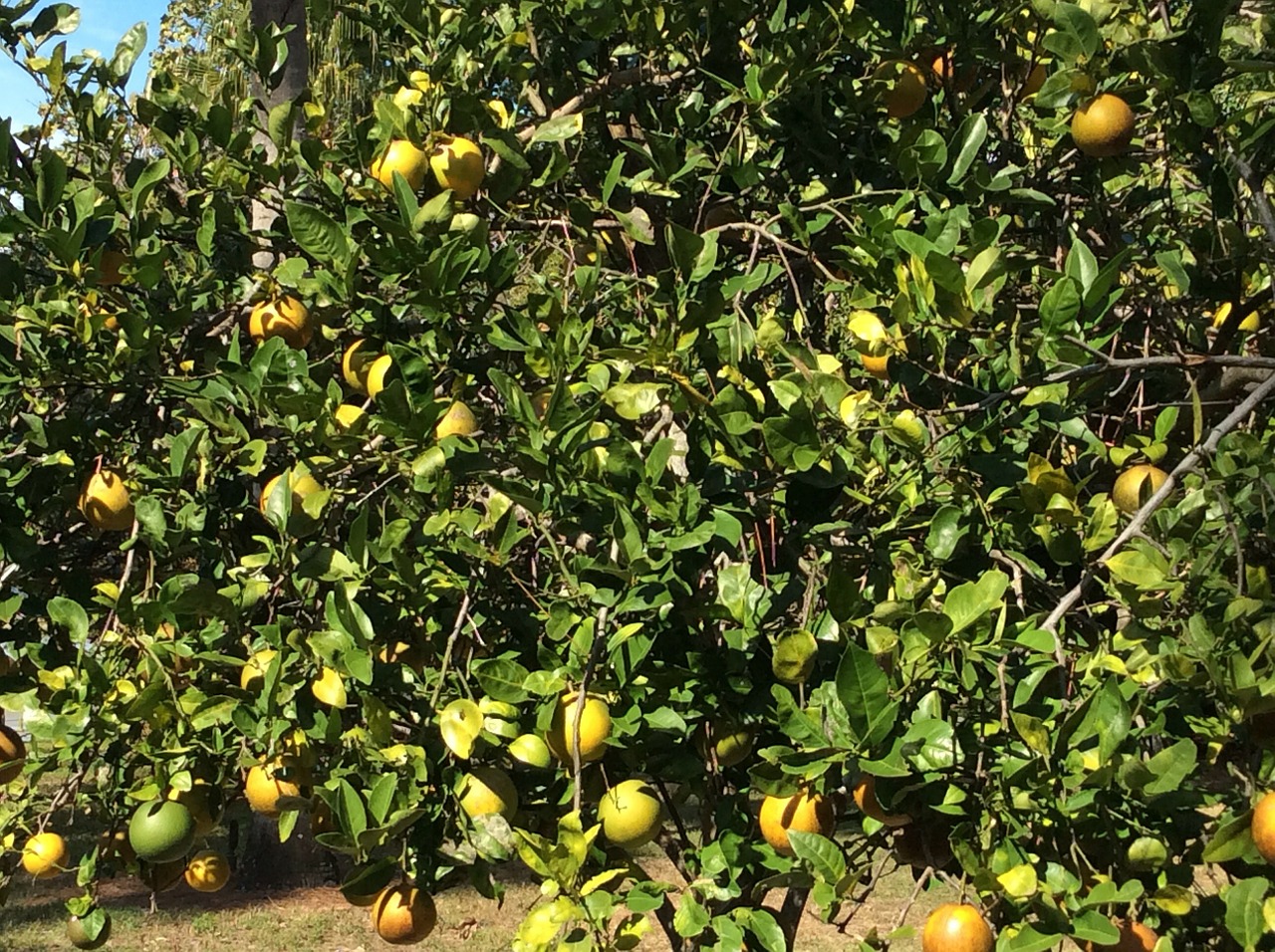 oranges trees fruits free photo