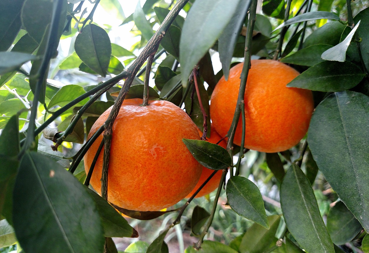 oranges fruit food free photo