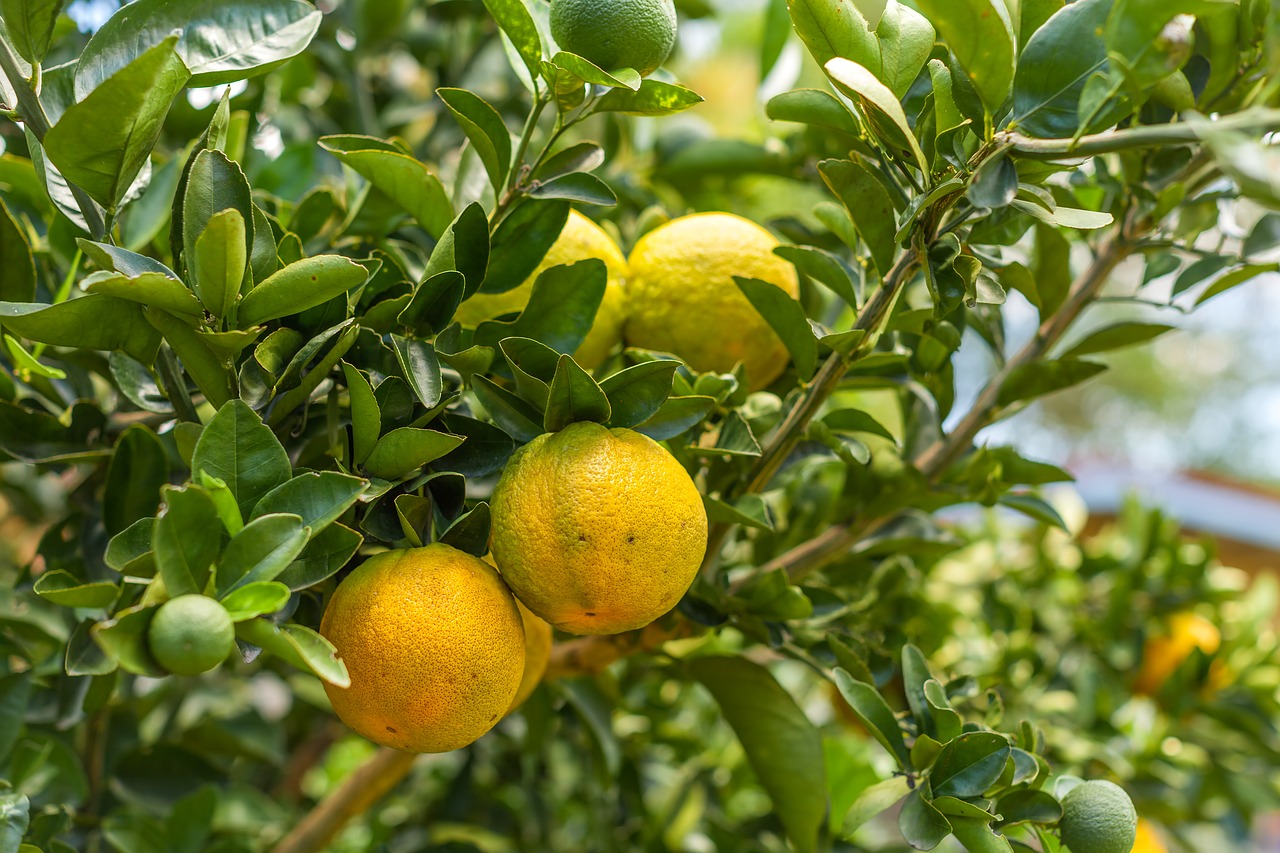 oranges orange tree garden free photo