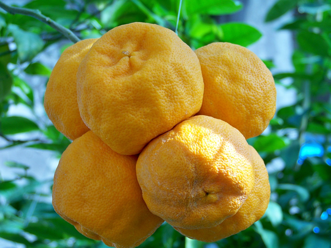 oranges fruit southern fruits free photo
