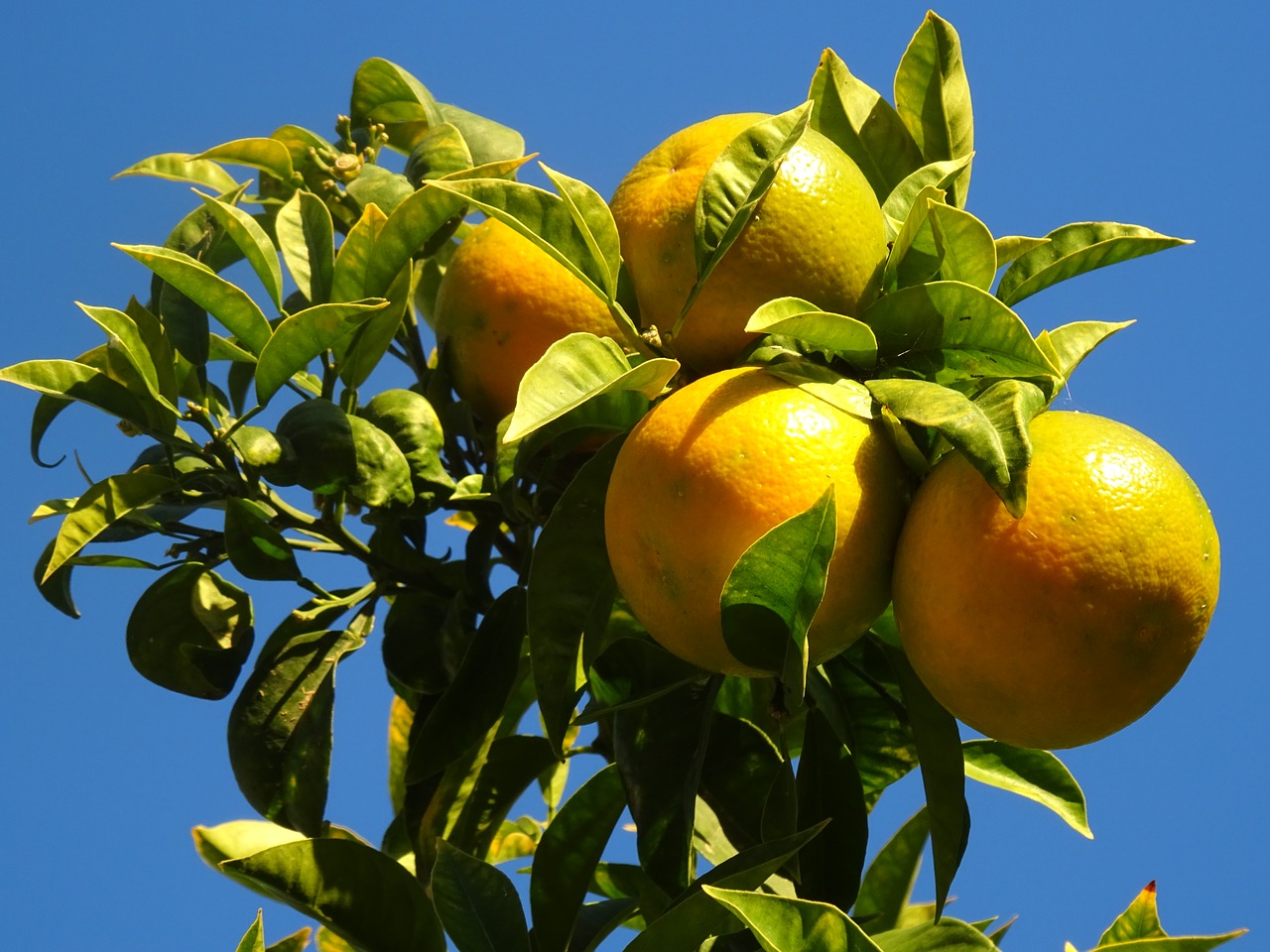 oranges naranjo trees free photo