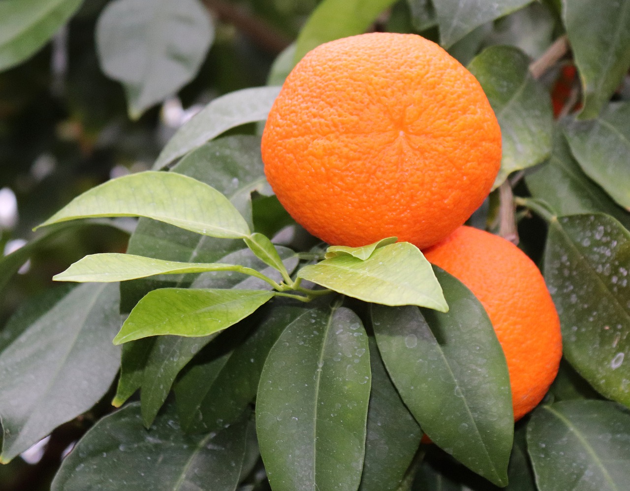 oranges fruits orange tree free photo