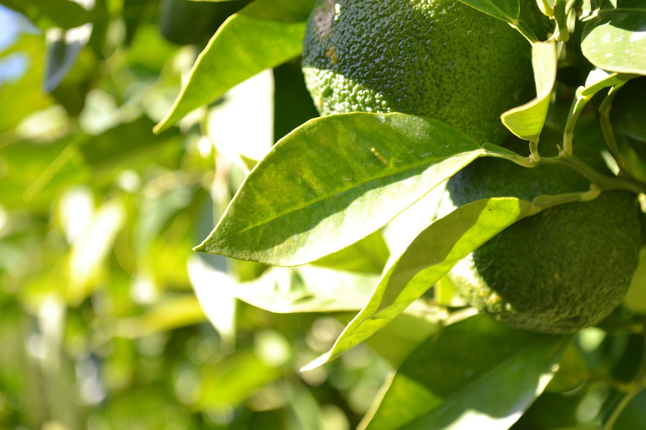 oranges orange tree citrus fruit free photo