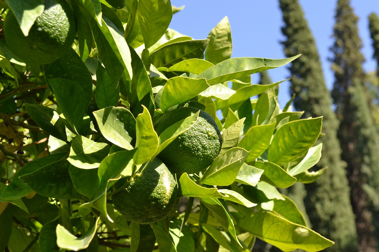 oranges orange tree citrus fruit free photo