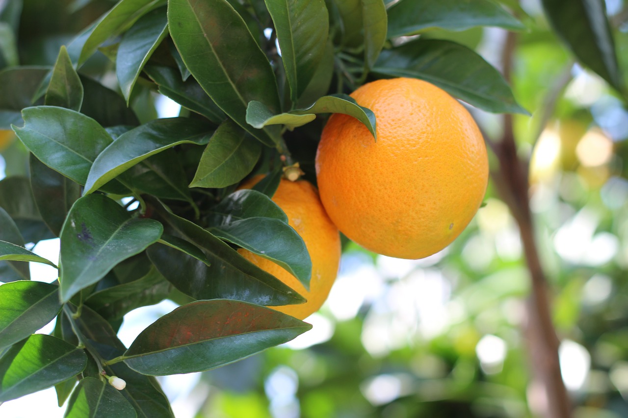 oranges orange fruit free photo