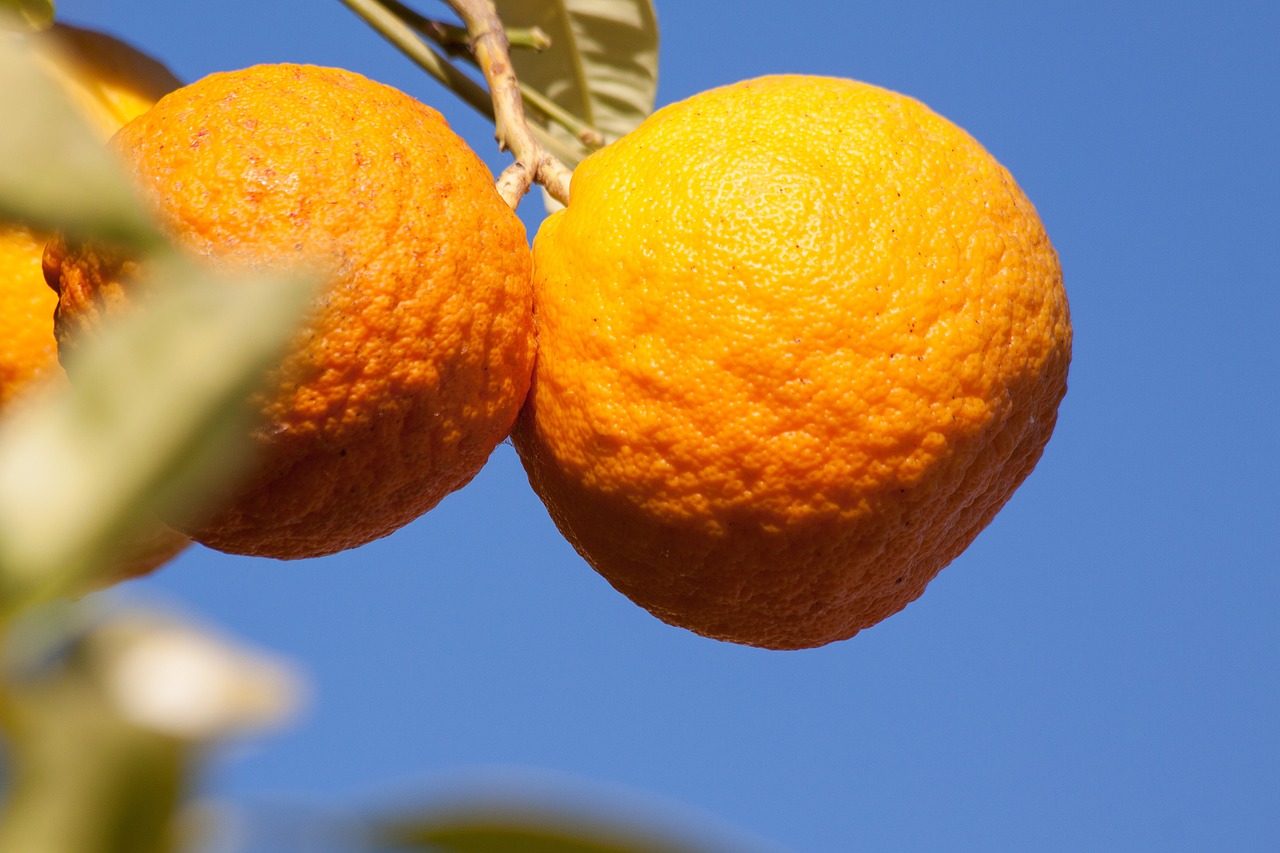 oranges bahia orange citrus sinensis free photo