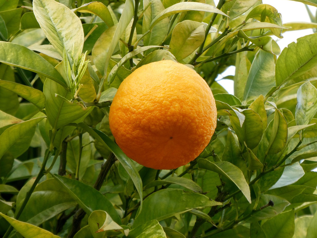 oranges  fruits  orange tree free photo