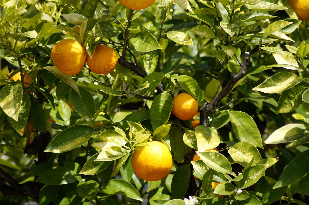 oranges  fruits  orange tree free photo