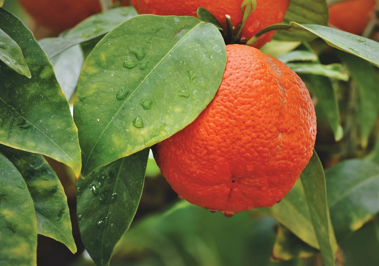 oranges  orange  orange tree free photo