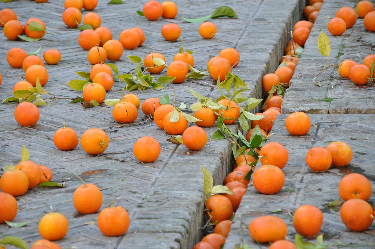 oranges fruit street free photo