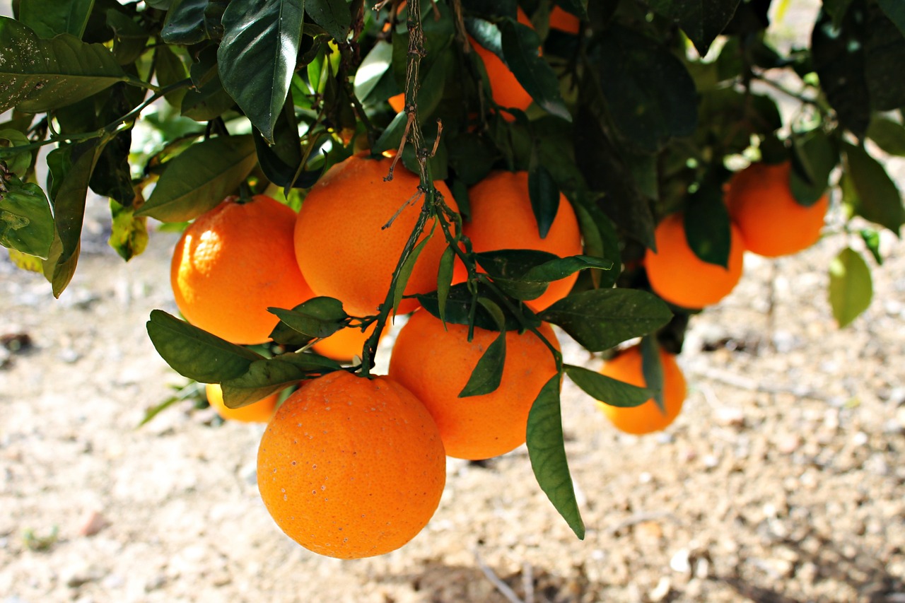 oranges fruit field free photo
