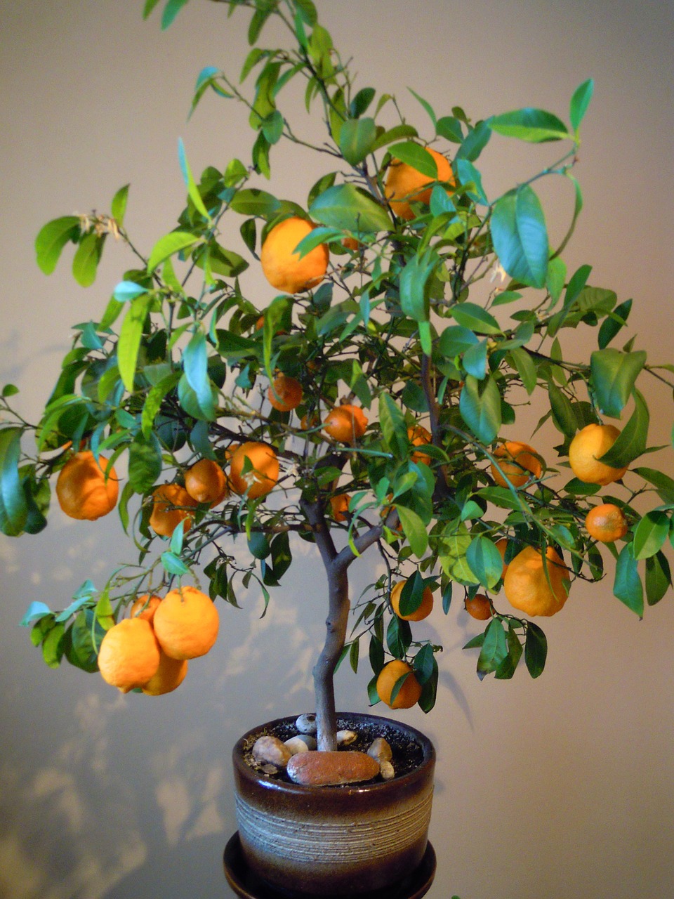 oranges tree flowerpot free photo