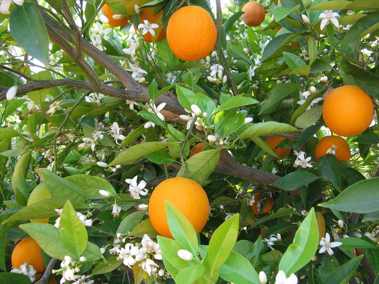 oranges orange tree tree free photo