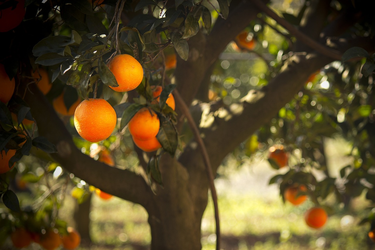 oranges tree majorica free photo