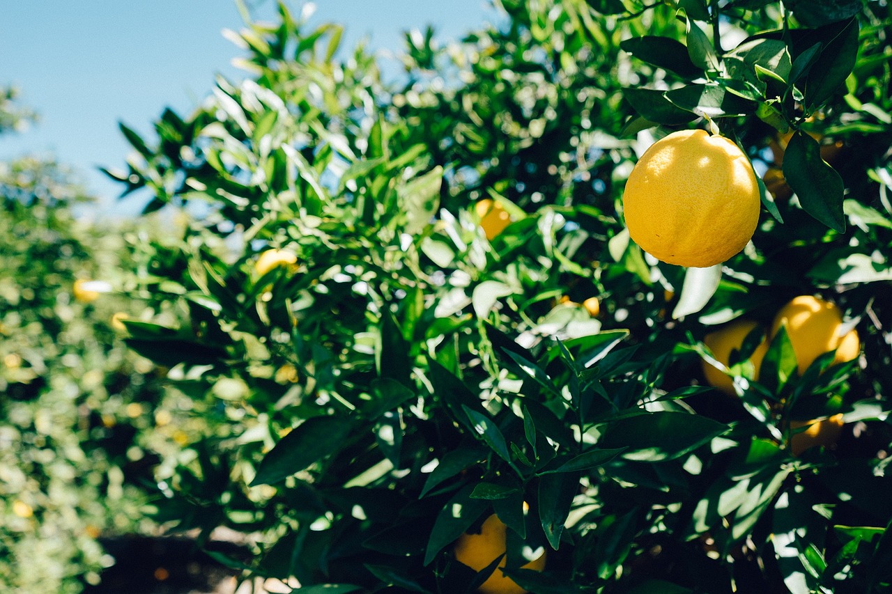 oranges fruits trees free photo