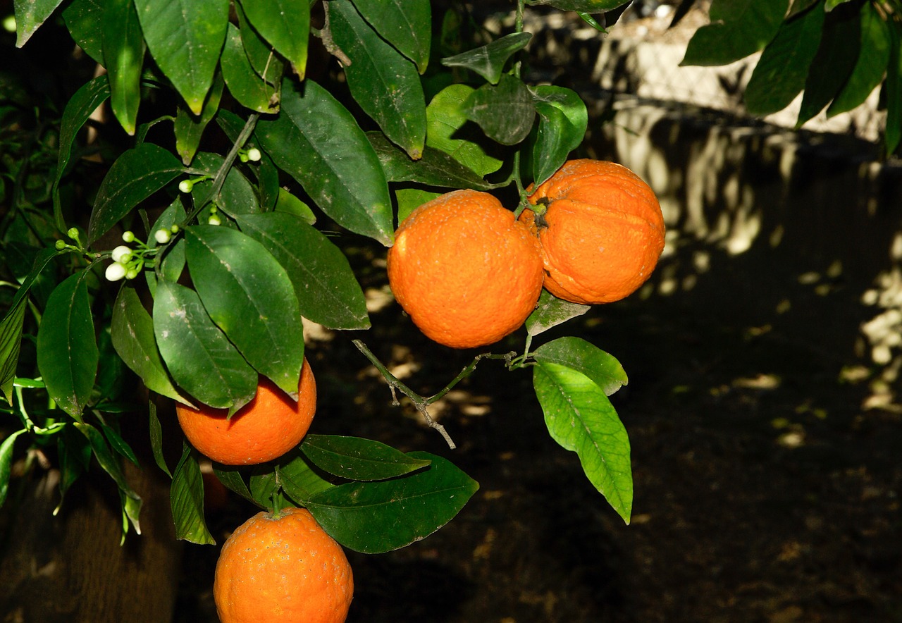 oranges orange fruit free photo