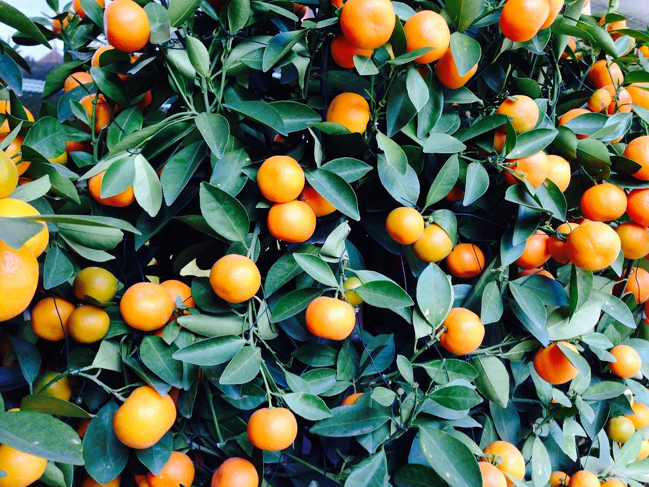 oranges orange shrub citrus fruit free photo