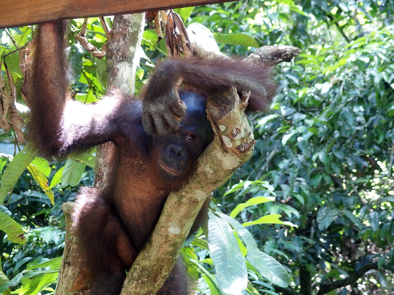 orangutan monkey nature free photo