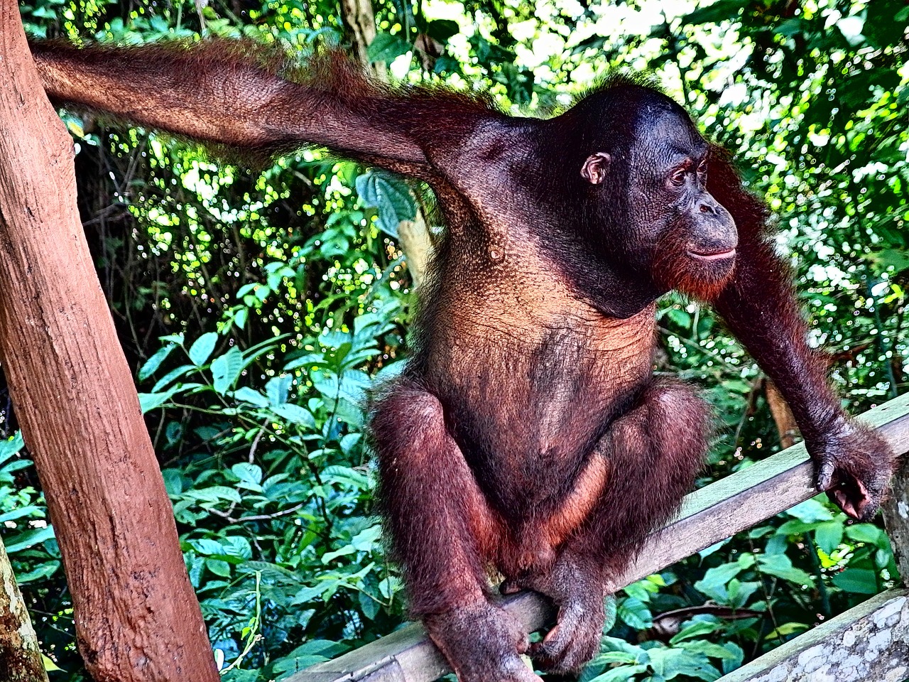 orangutan monkey jungle free photo