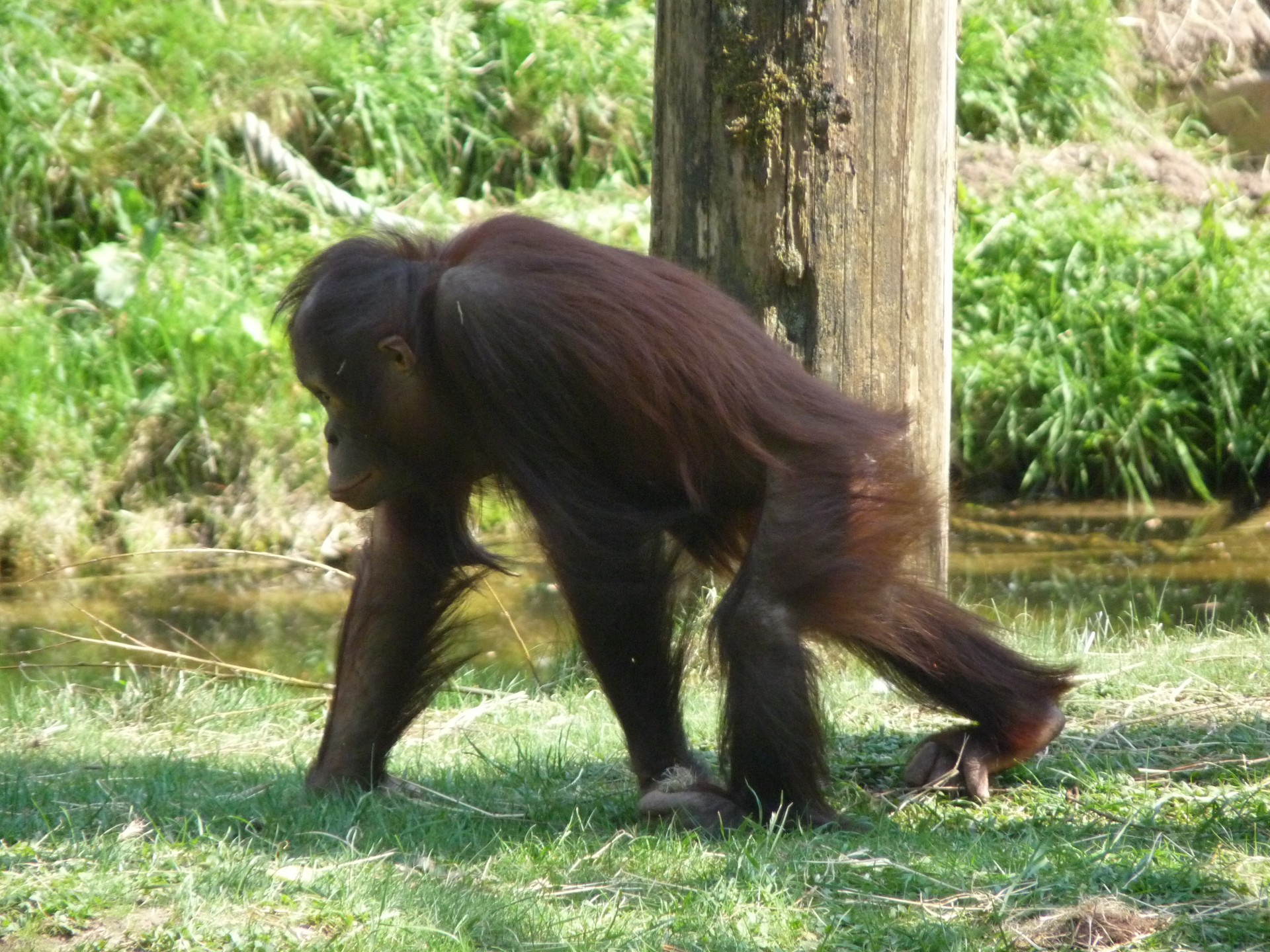 orangutan ape monkey free photo
