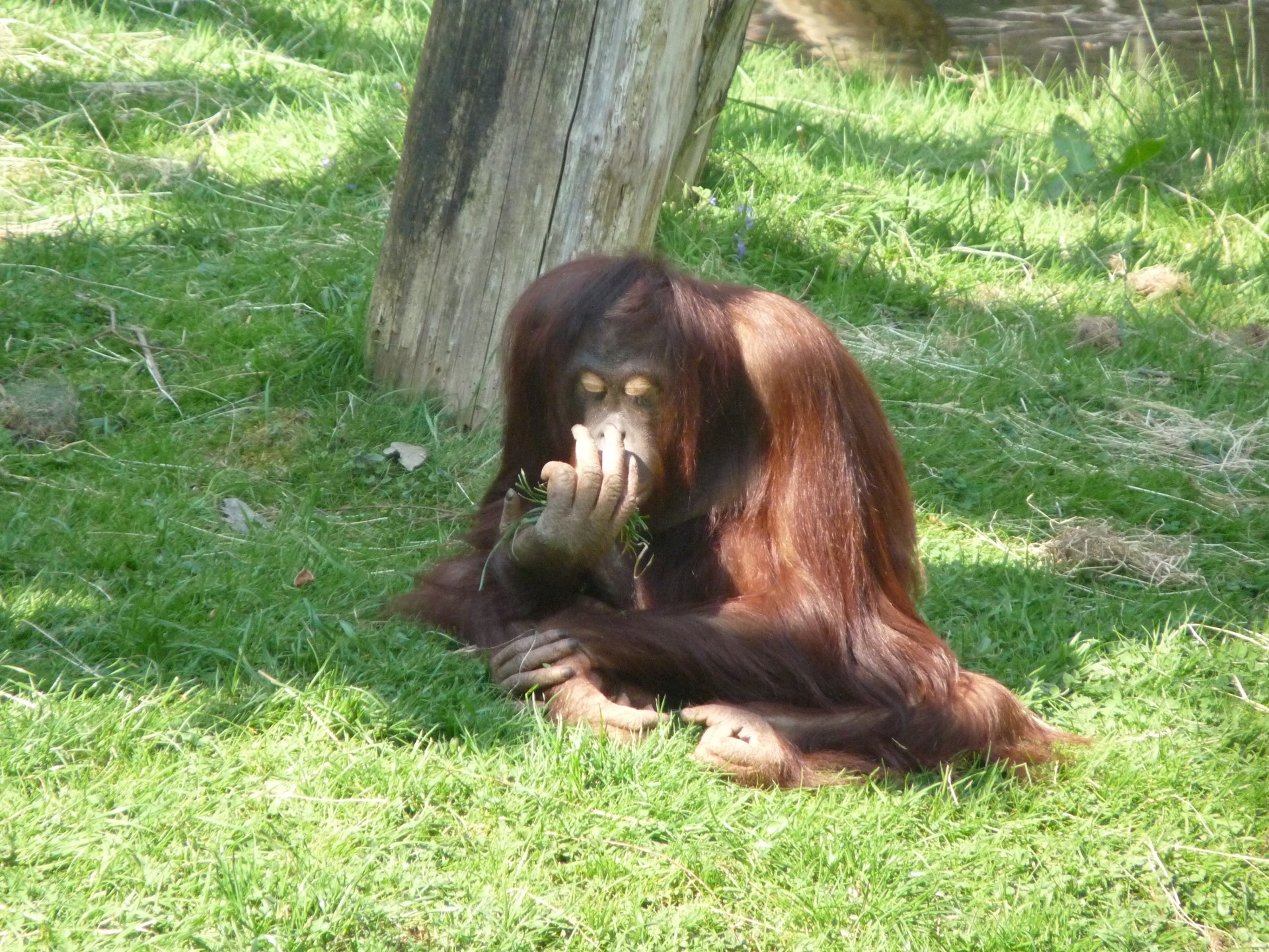 orangutan ape monkey free photo