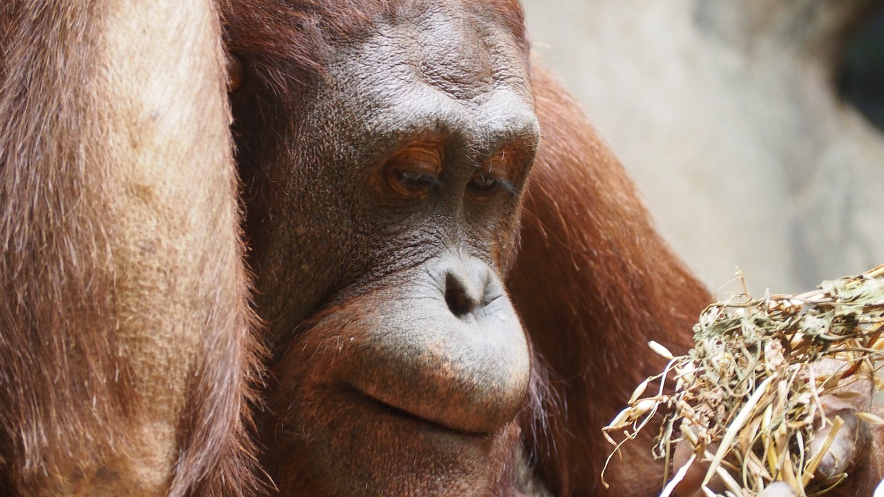 orangutan monkey ape free photo