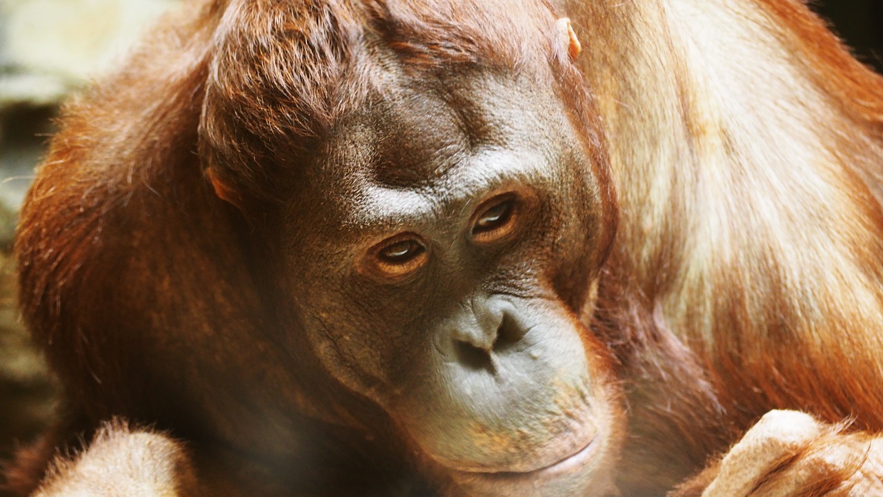 orangutan monkey ape free photo