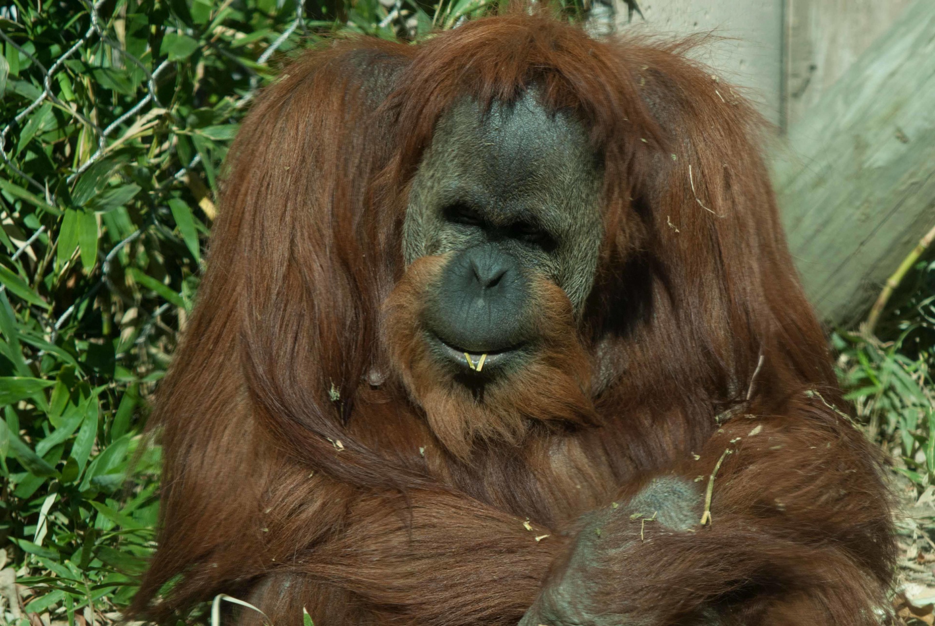 primate orangutan face free photo