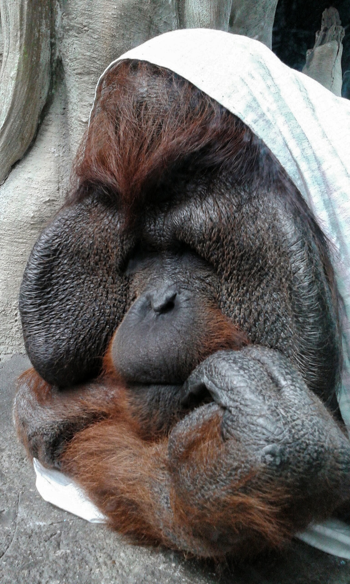 orangutan cuddling animal free photo
