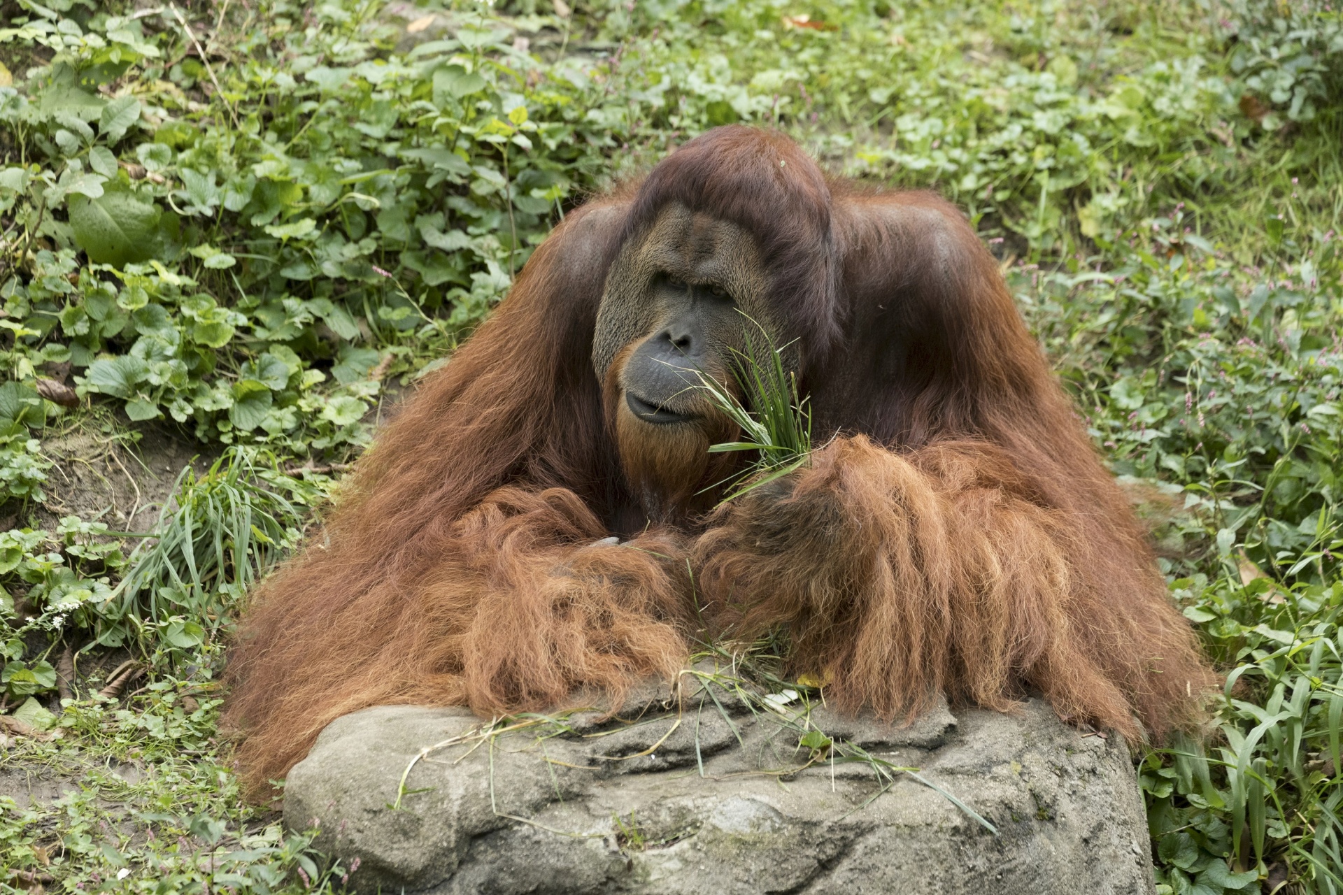 orangutan primate ape free photo