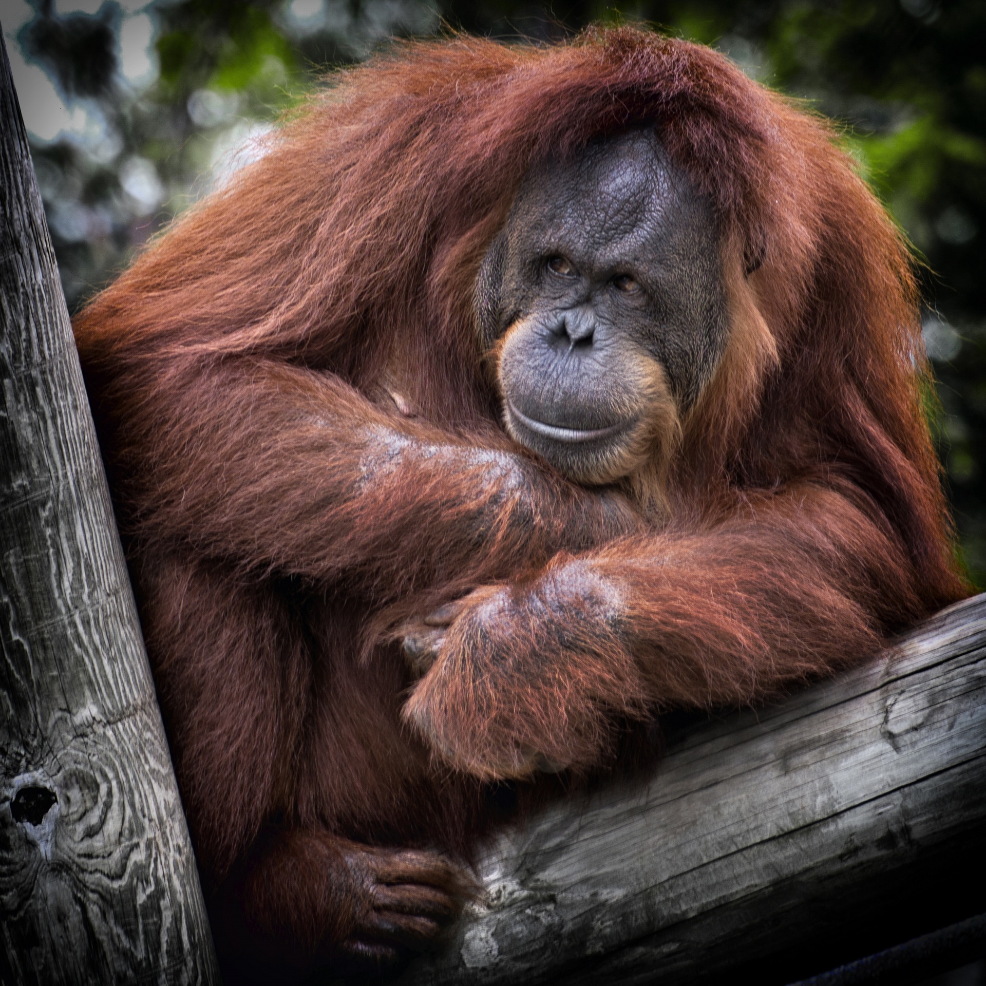 orangutan primate mammal free photo