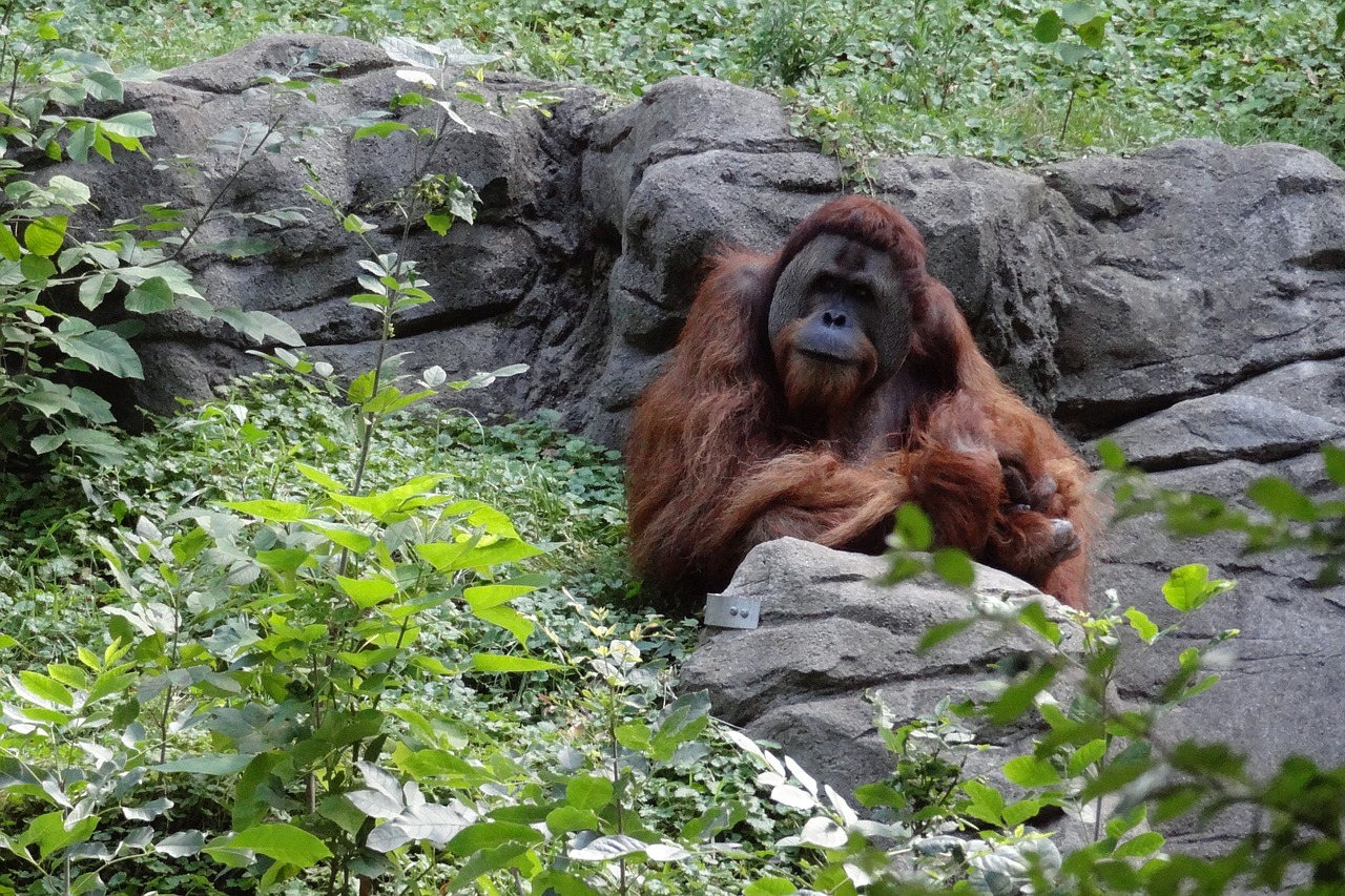 orangutan ape monkey free photo