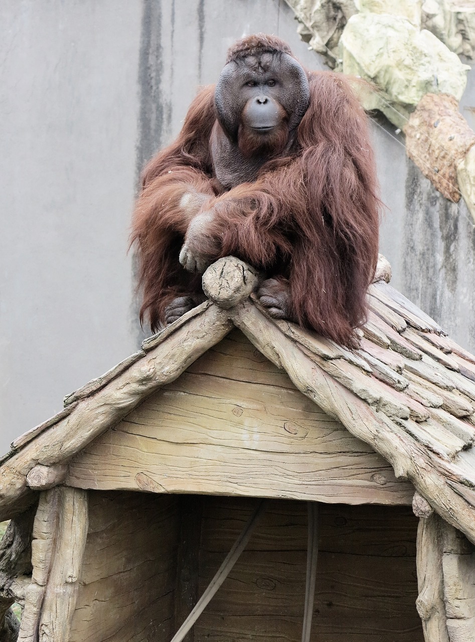 orangutan animal primates free photo