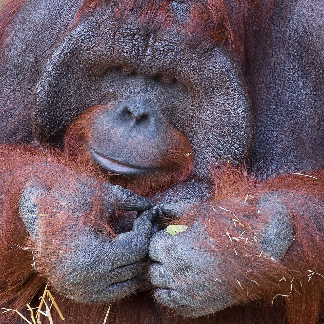 orangutan monkey krefeld free photo