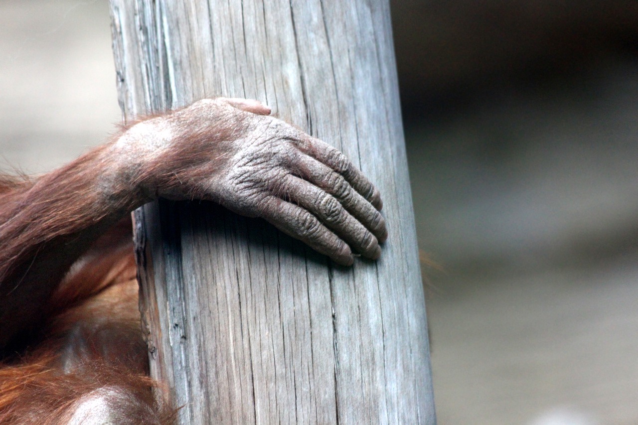 orangutan hand brush free photo